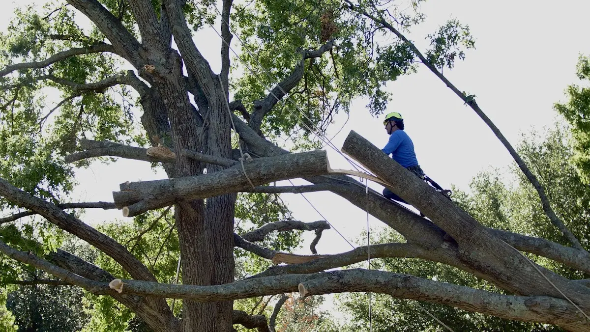 Professional Hazardous Tree Removal performed by certified arborists in Nelsonville